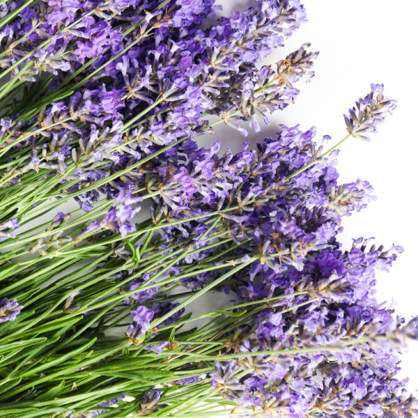 lavandula