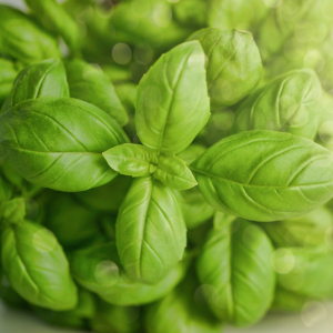 basil